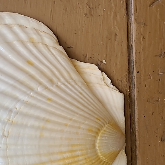 Medium Scalloped Clam Shells - Picture 4 of 11